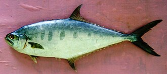 ภาพ ปลา tala (Scomberoides tala)