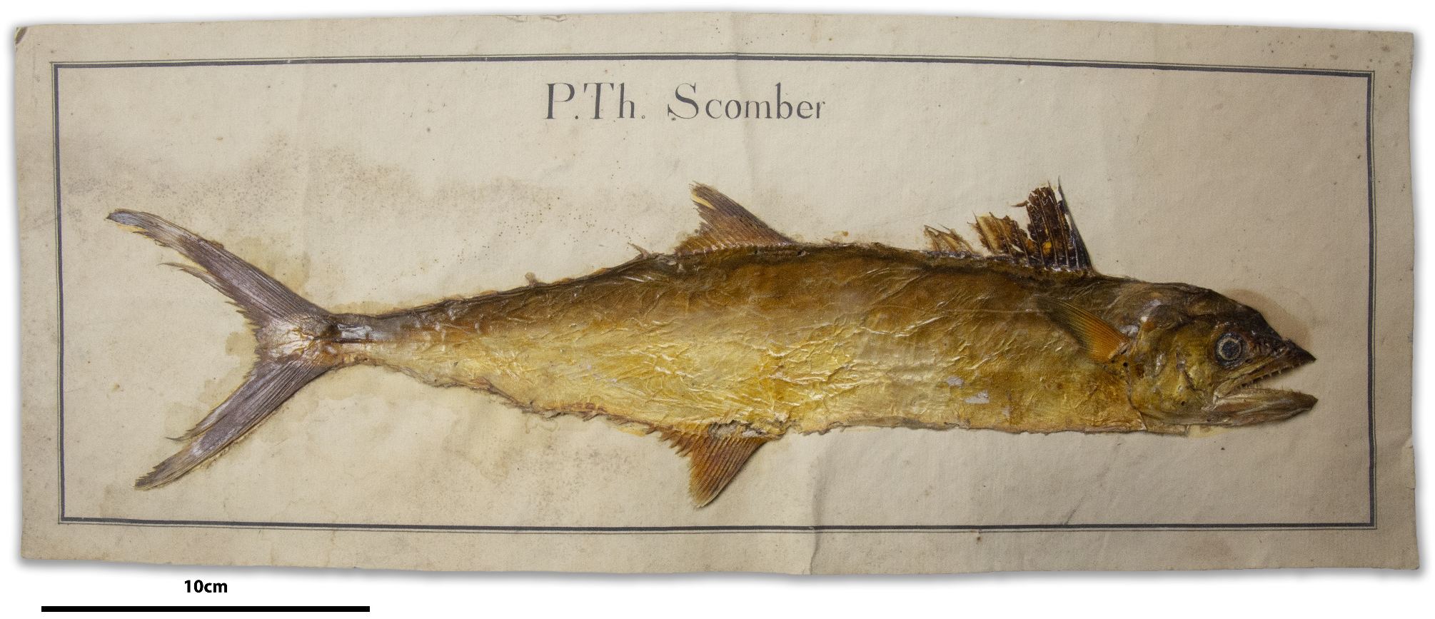 ภาพ ปลา brasiliensis (Scomberomorus brasiliensis)