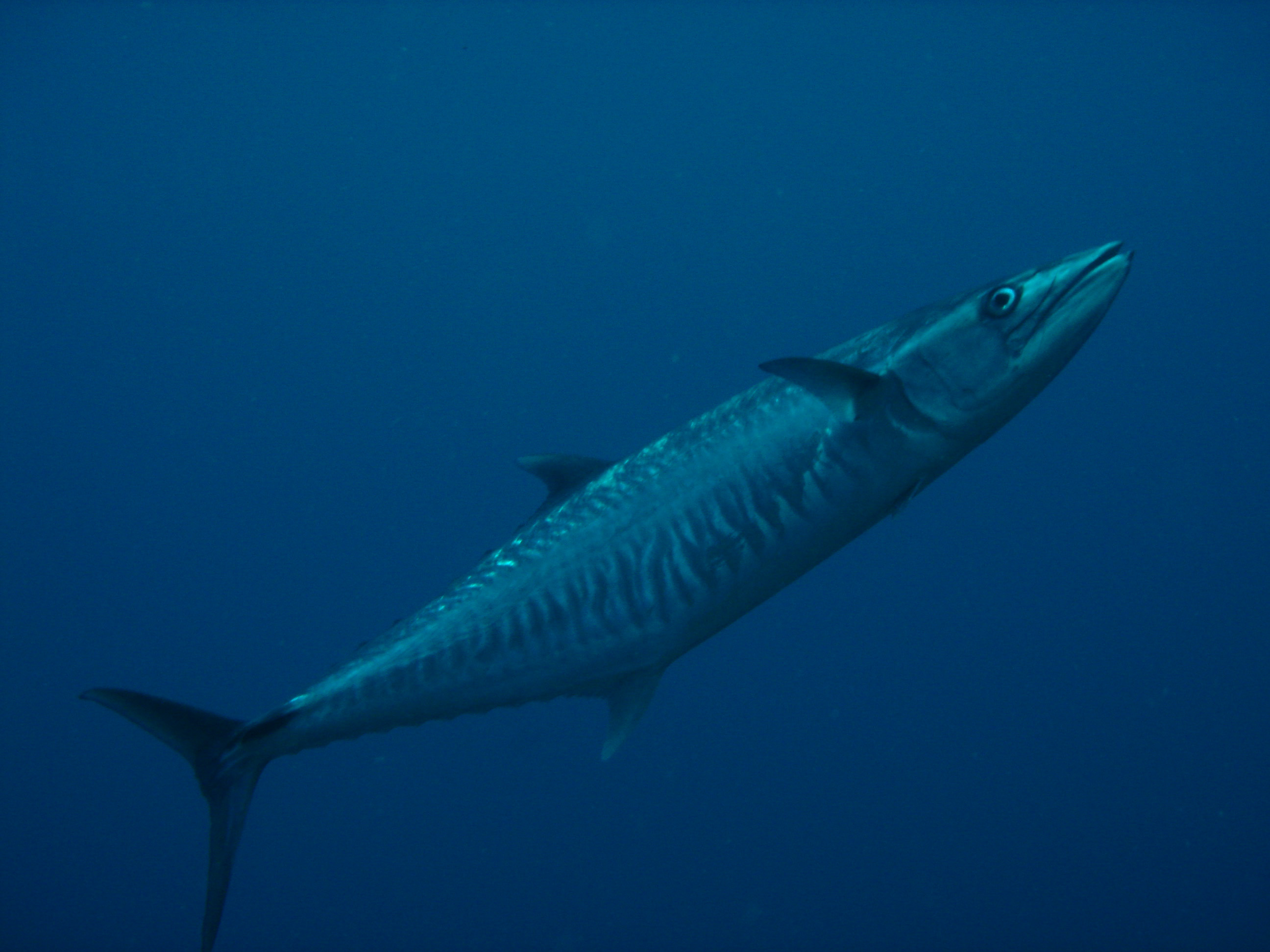 ภาพ ปลา commerson (Scomberomorus commerson)
