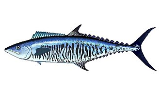 ภาพ ปลา concolor (Scomberomorus concolor)