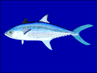ภาพ ปลา koreanus (Scomberomorus koreanus)