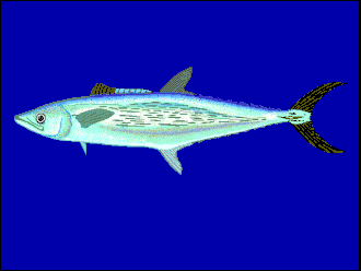 ภาพ ปลา lineolatus (Scomberomorus lineolatus)