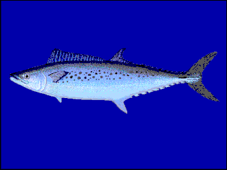 ภาพ ปลา munroi (Scomberomorus munroi)