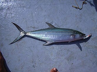 ภาพ ปลา plurilineatus (Scomberomorus plurilineatus)