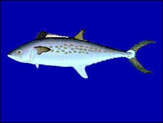 ภาพ ปลา sierra (Scomberomorus sierra)