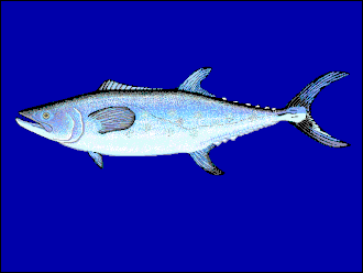 ภาพ ปลา sinensis (Scomberomorus sinensis)