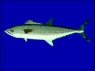 ภาพ ปลา tritor (Scomberomorus tritor)