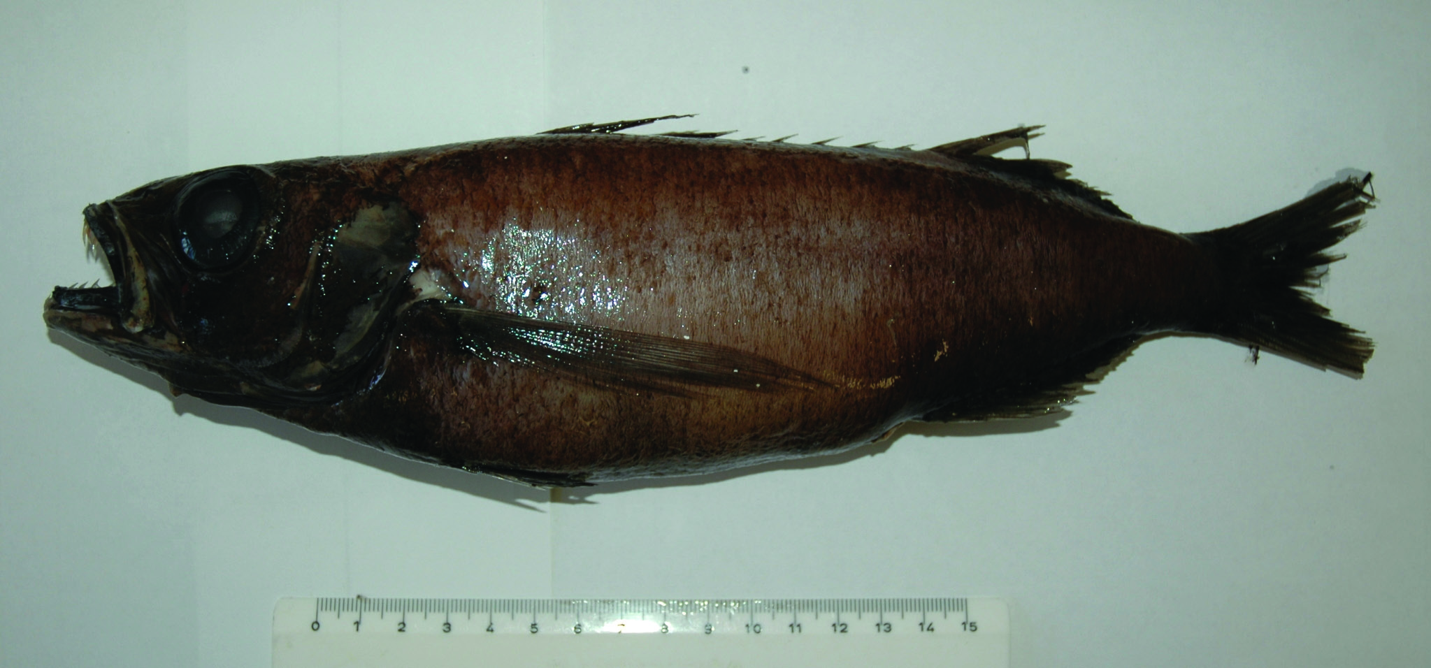 ภาพ ปลา heterolepis (Scombrolabrax heterolepis)