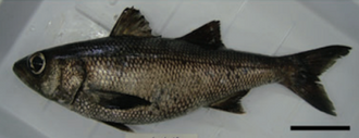ภาพ ปลา gilberti (Scombrops gilberti)