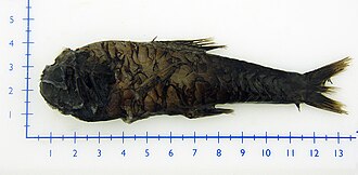 ภาพ ปลา beanii (Scopelogadus beanii)
