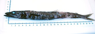 ภาพ ปลา lepidus (Scopelosaurus lepidus)