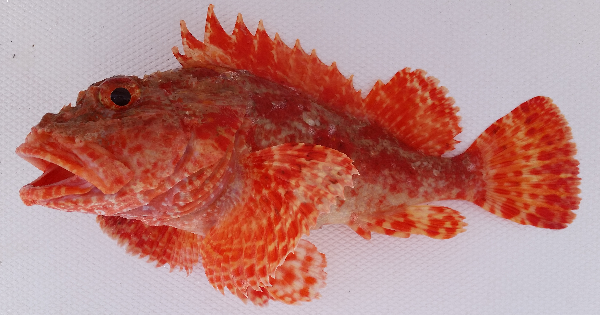 ภาพ ปลาแมงป่อง afuerae (Scorpaena afuerae)