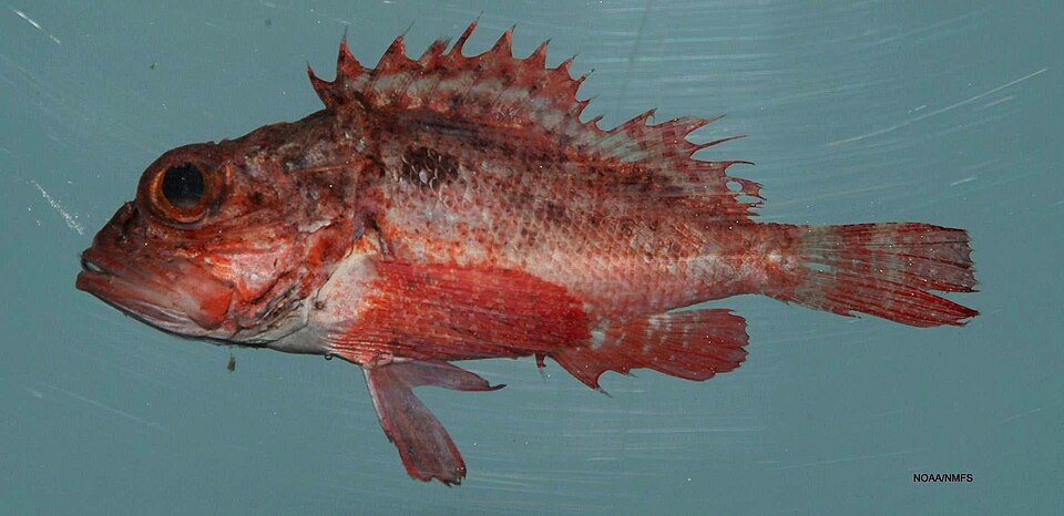 ภาพ ปลาแมงป่อง brasiliensis (Scorpaena brasiliensis)