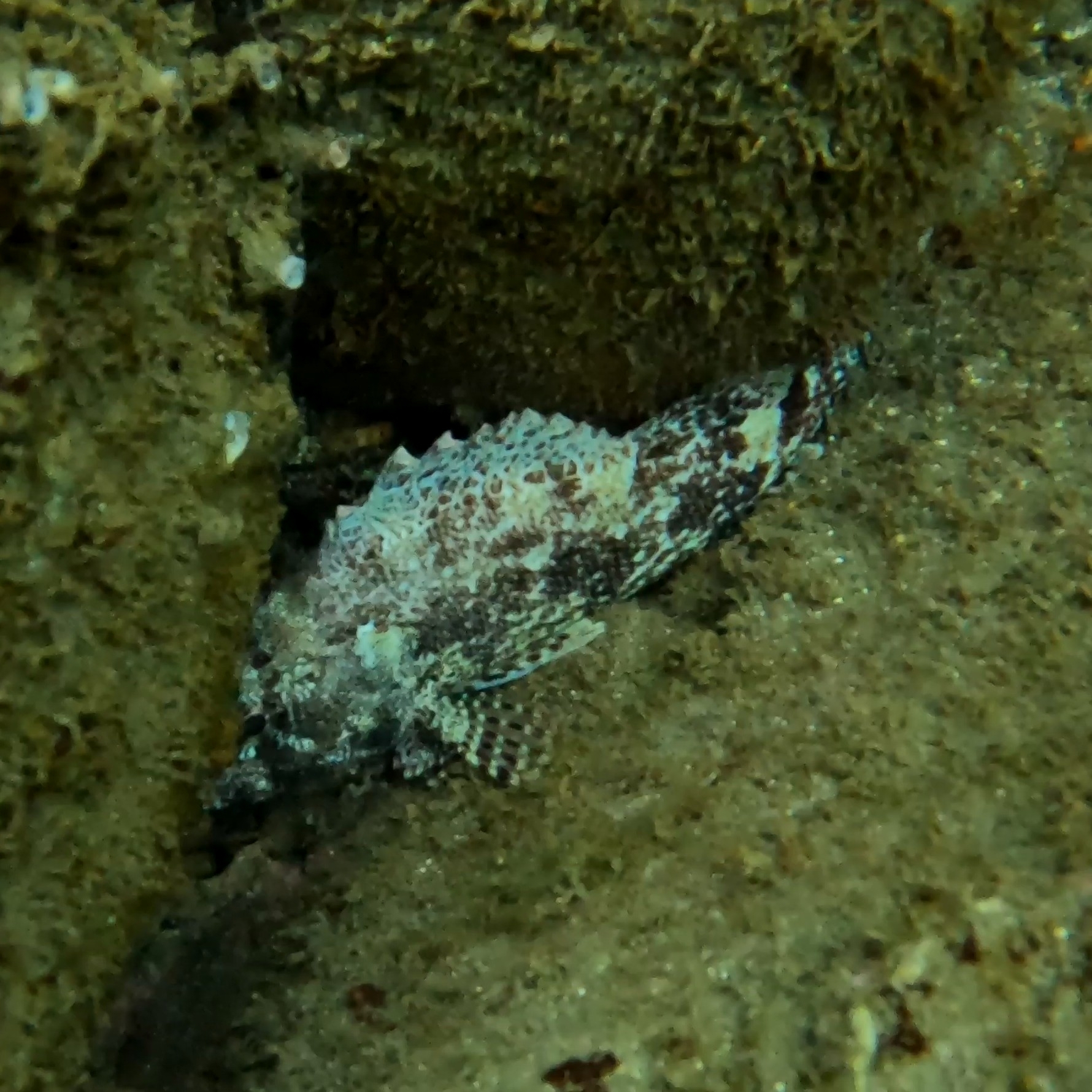 ภาพ ปลาแมงป่อง fernandeziana (Scorpaena fernandeziana)