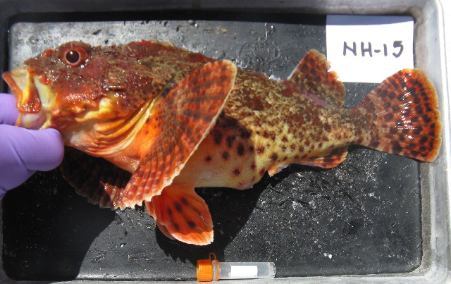 ภาพ ปลาแมงป่อง guttata (Scorpaena guttata)
