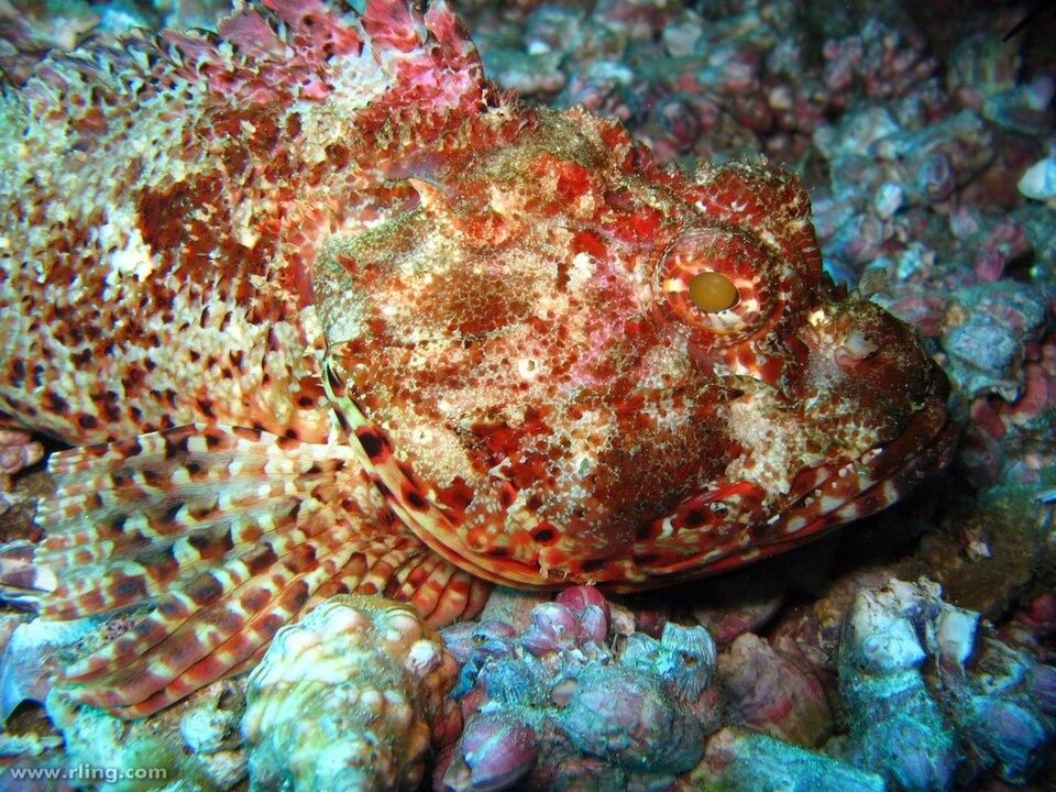 ภาพ ปลาแมงป่อง jacksoniensis (Scorpaena jacksoniensis)