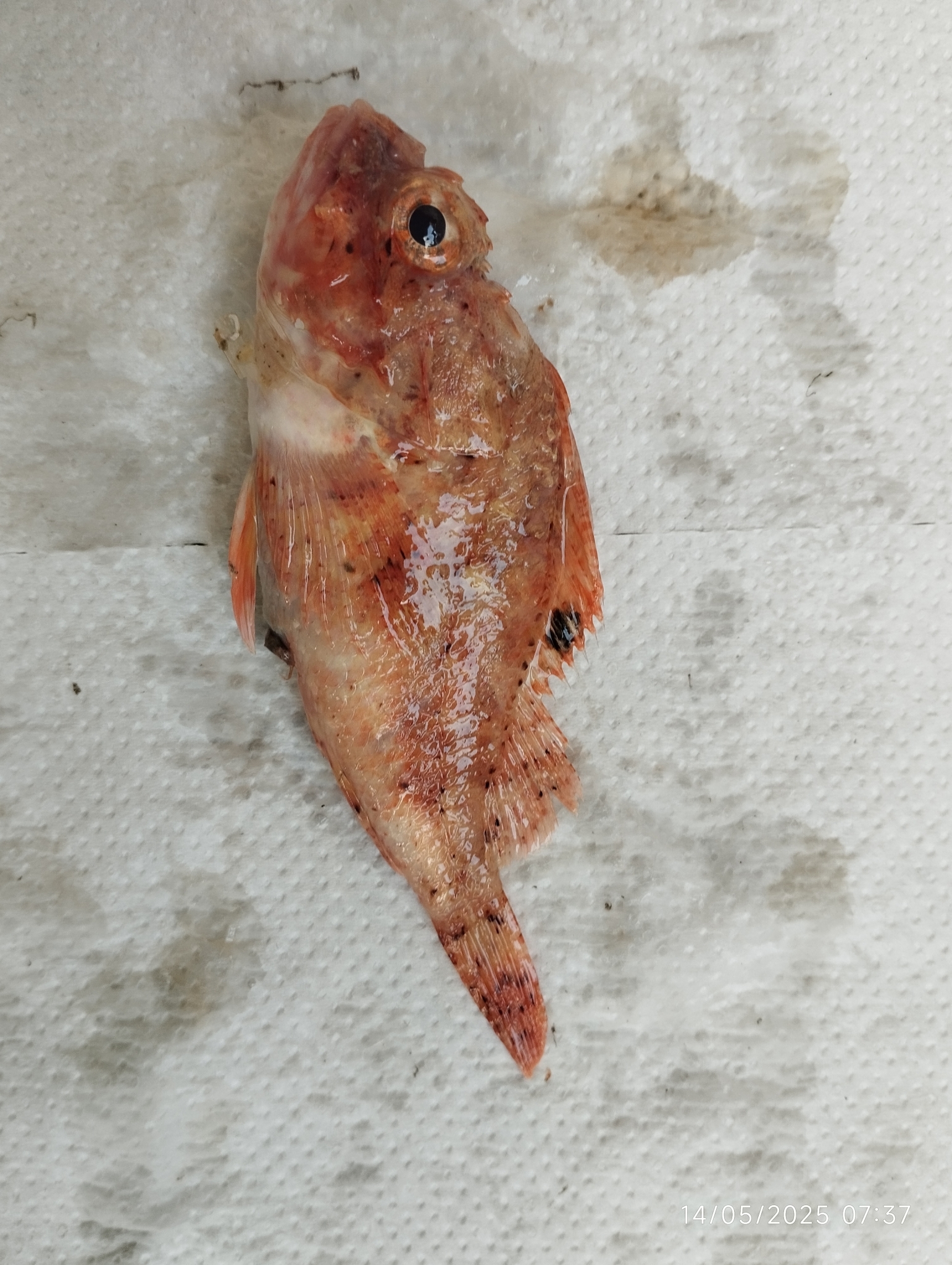 ภาพ ปลาแมงป่อง loppei (Scorpaena loppei)