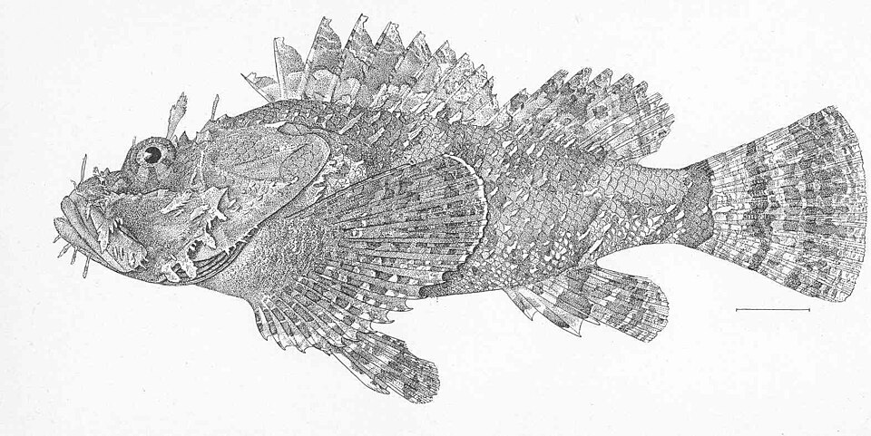 ภาพ ปลาแมงป่องแปซิฟิกลายจุด (Scorpaena mystes)