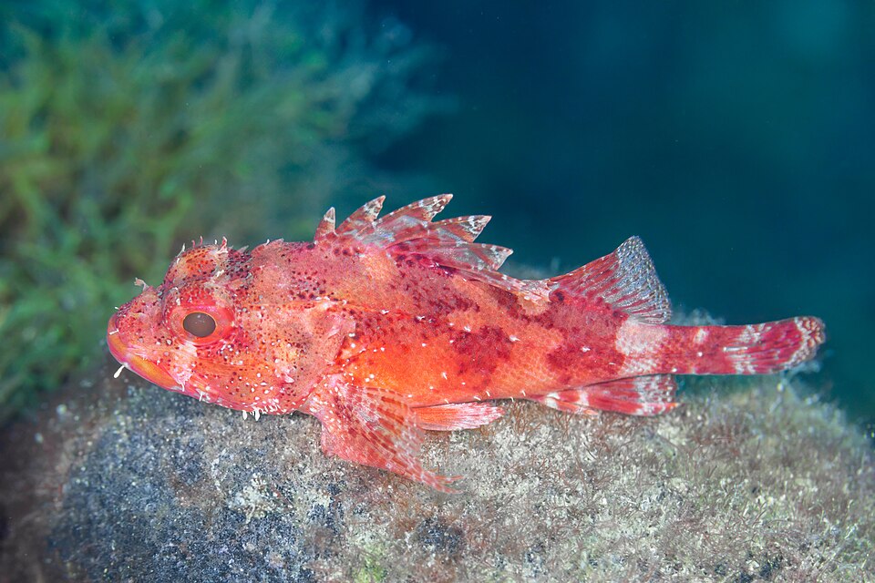 ภาพ ปลาแมงป่องแดง (Scorpaena notata)