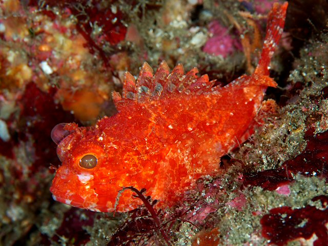 ภาพ ปลาแมงป่อง onaria (Scorpaena onaria)