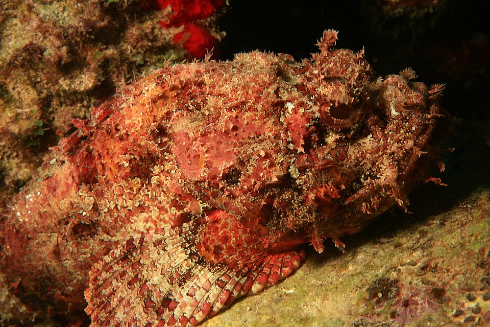ภาพ ปลาแมงป่อง plumieri (Scorpaena plumieri)