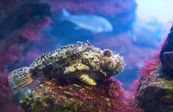 ภาพ ปลาแมงป่องดำ (Scorpaena porcus)