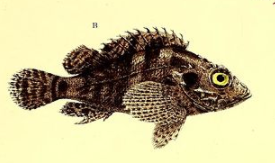 ภาพ ปลาแมงป่องธรรมดา (Scorpaenodes guamensis)