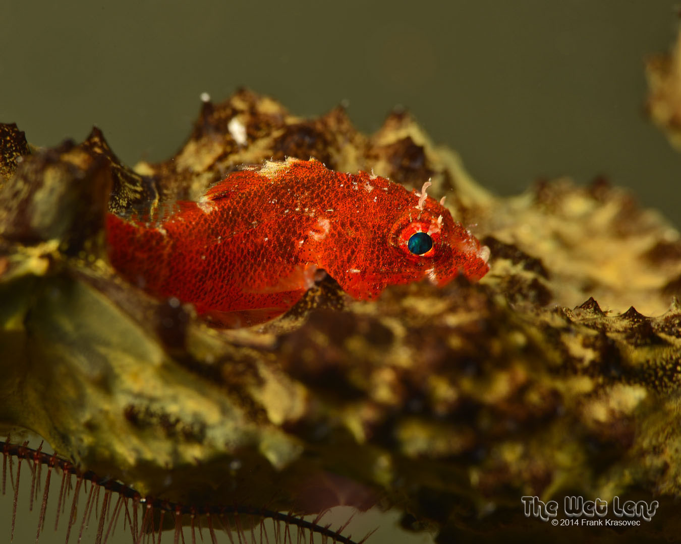 ภาพ ปลาแมงป่อง tredecimspinosus (Scorpaenodes tredecimspinosus)