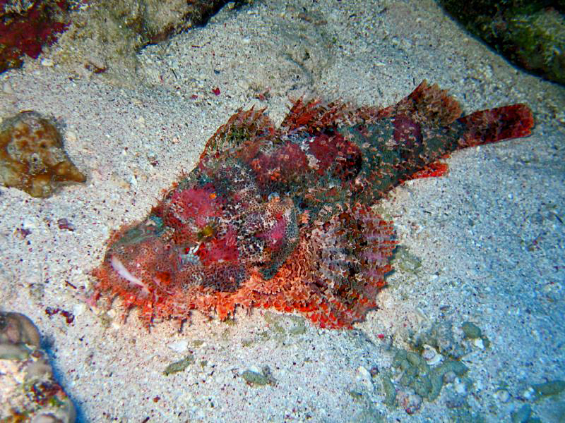 ภาพ ปลาแมงป่อง barbata (Scorpaenopsis barbata)