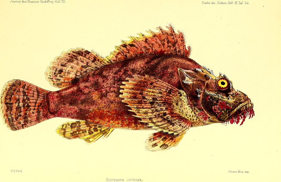 ภาพ ปลาแมงป่องสาหร่าย (Scorpaenopsis cirrosa)