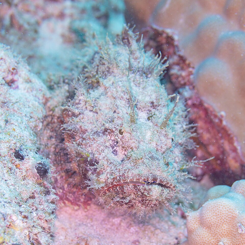 ภาพ ปลาแมงป่องเทียม (Scorpaenopsis diabolus)