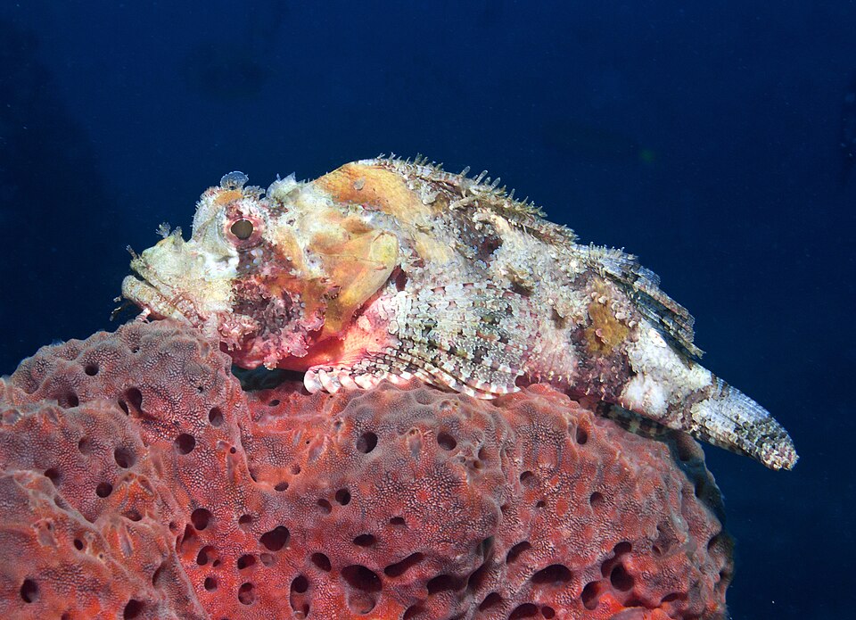 ภาพ ปลาแมงป่อง eschmeyeri (Scorpaenopsis eschmeyeri)