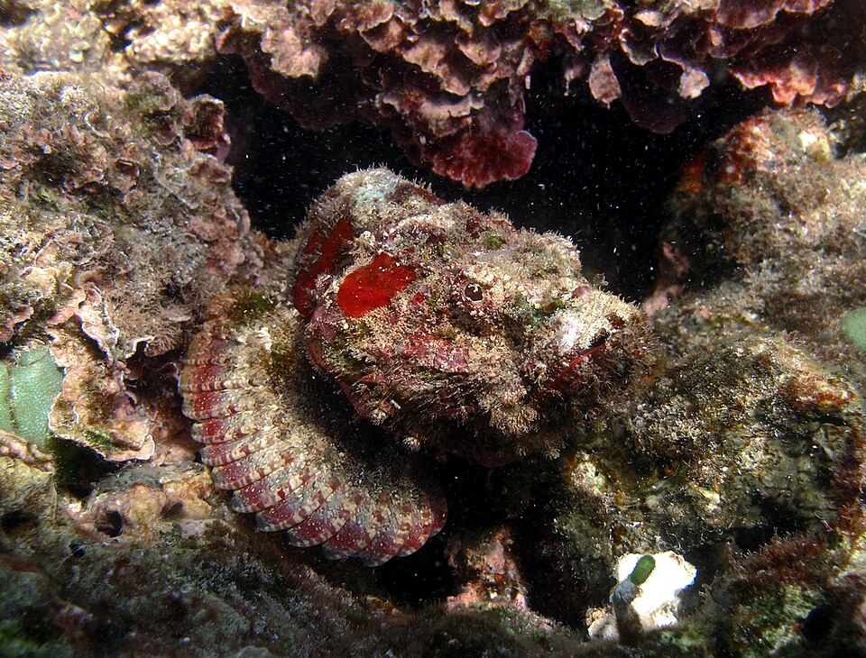 ภาพ ปลาแมงป่องเทียม (Scorpaenopsis gibbosa)