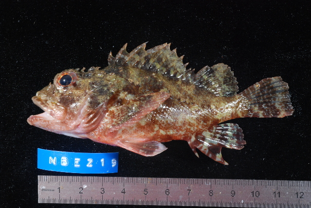ภาพ ปลาแมงป่องเทียม (Scorpaenopsis longispina)