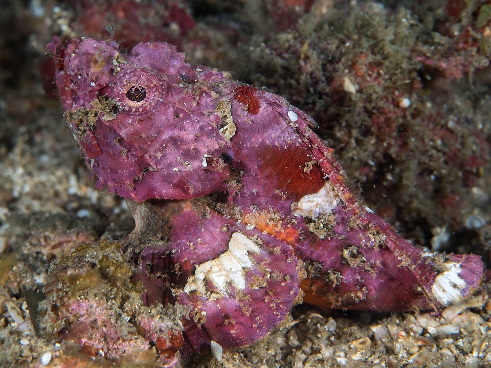 ภาพ ปลาแมงป่อง macrochir (Scorpaenopsis macrochir)