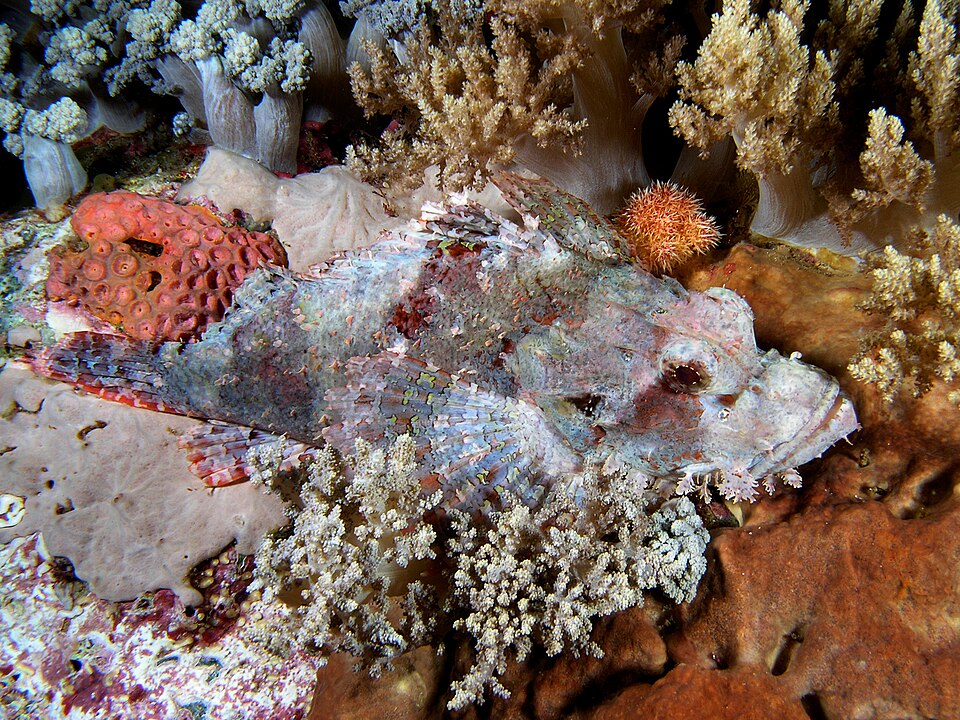 ภาพ ปลาแมงป่อง neglecta (Scorpaenopsis neglecta)