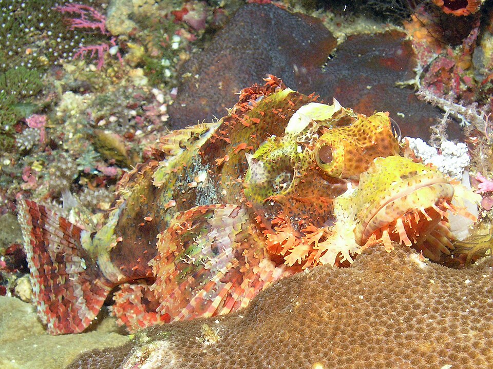 ภาพ ปลาแมงป่อง papuensis (Scorpaenopsis papuensis)