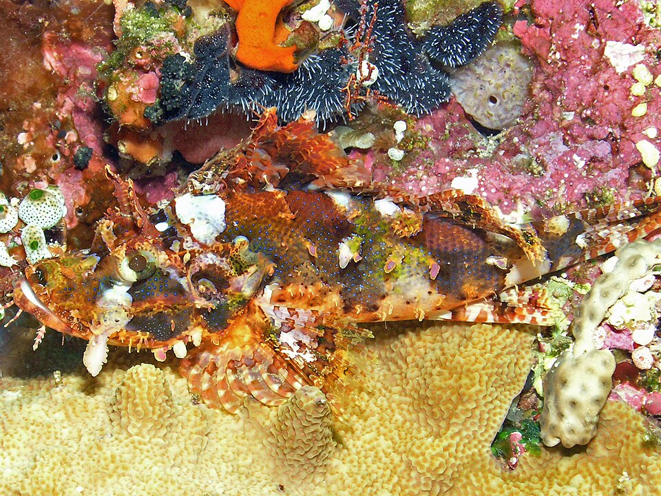 ภาพ ปลาแมงป่องเหลือง (Scorpaenopsis venosa)