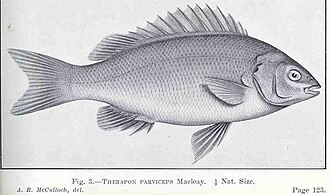 ภาพ ปลา parviceps (Scortum parviceps)