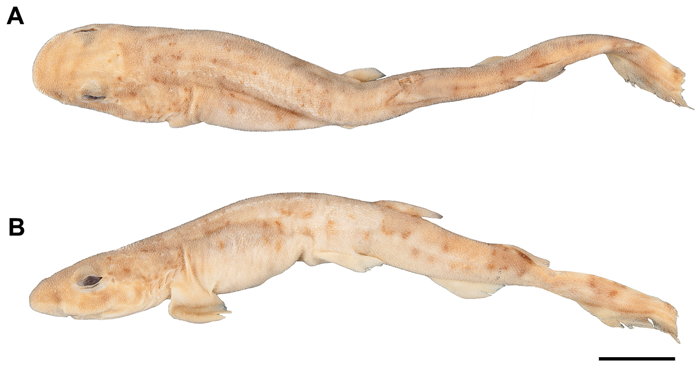 ภาพ ปลา boa (Scyliorhinus boa)
