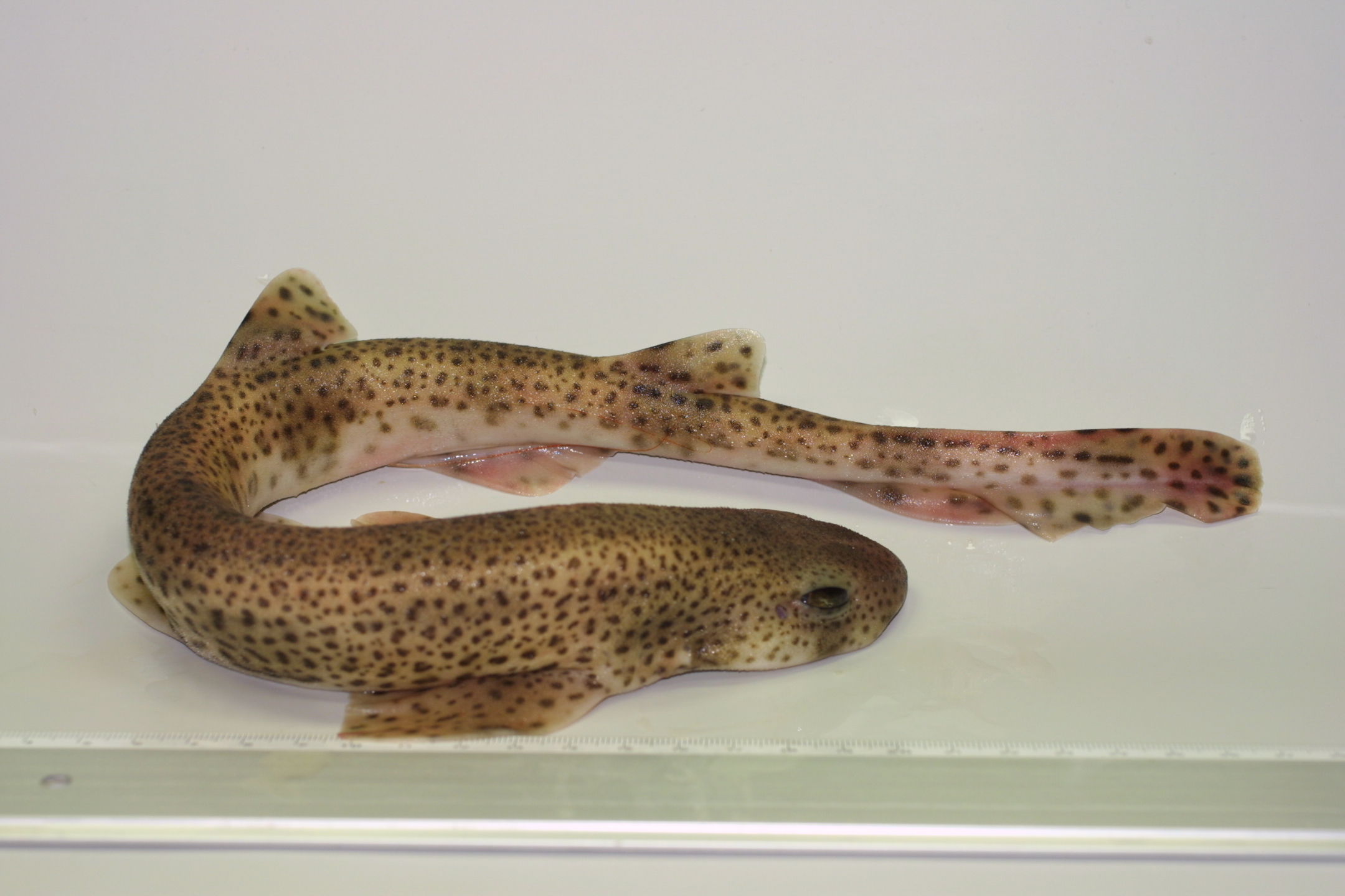 ภาพ ปลา canicula (Scyliorhinus canicula)