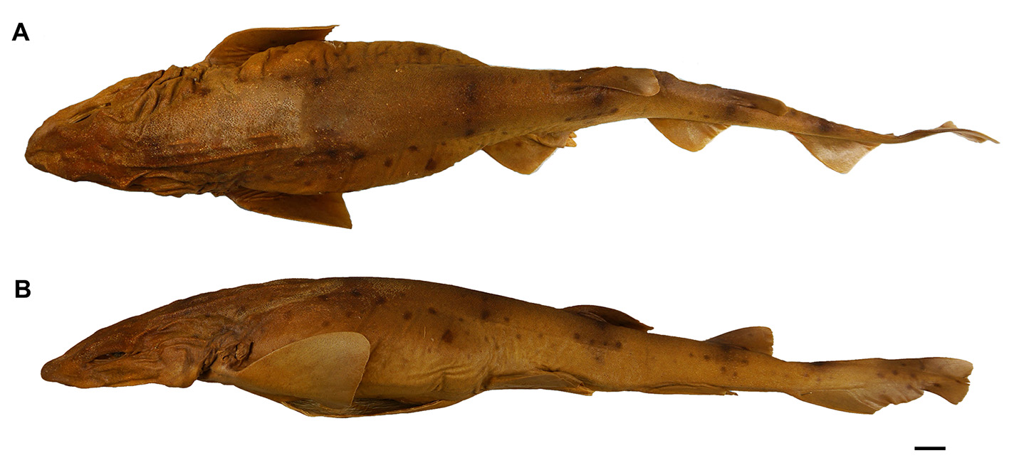 ภาพ ปลา cervigoni (Scyliorhinus cervigoni)