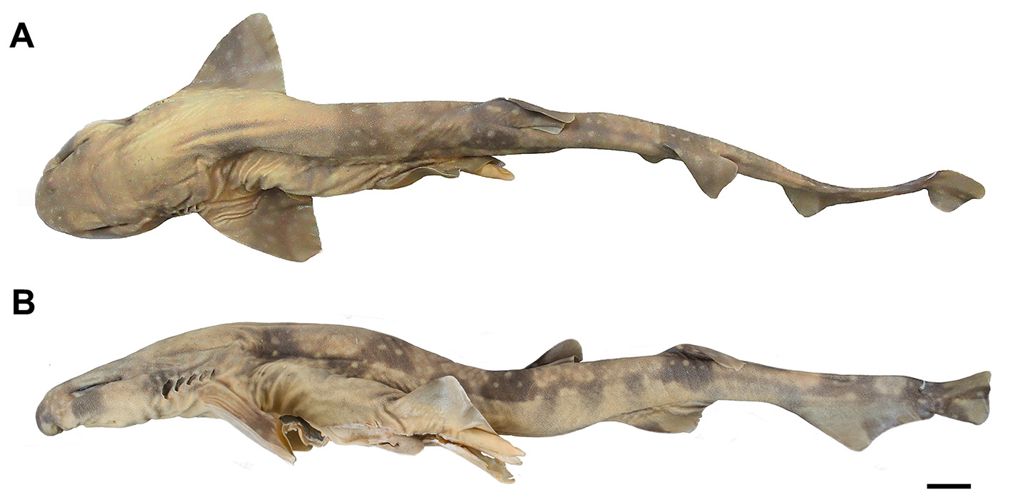 ภาพ ปลา comoroensis (Scyliorhinus comoroensis)