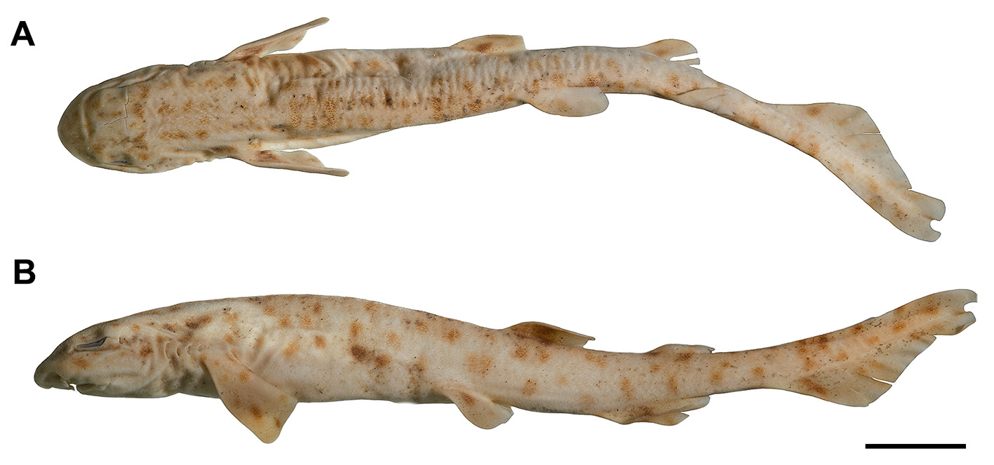 ภาพ ปลา garmani (Scyliorhinus garmani)