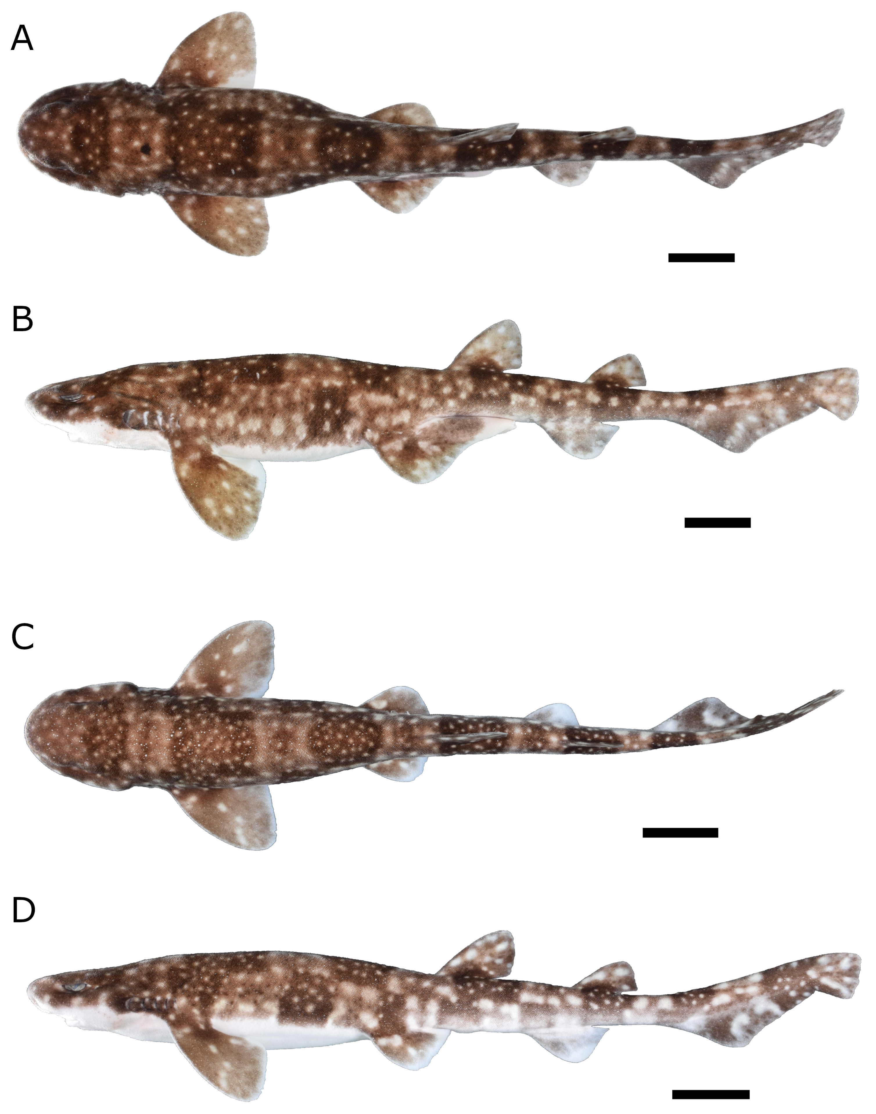 ภาพ ปลา hachijoensis (Scyliorhinus hachijoensis)