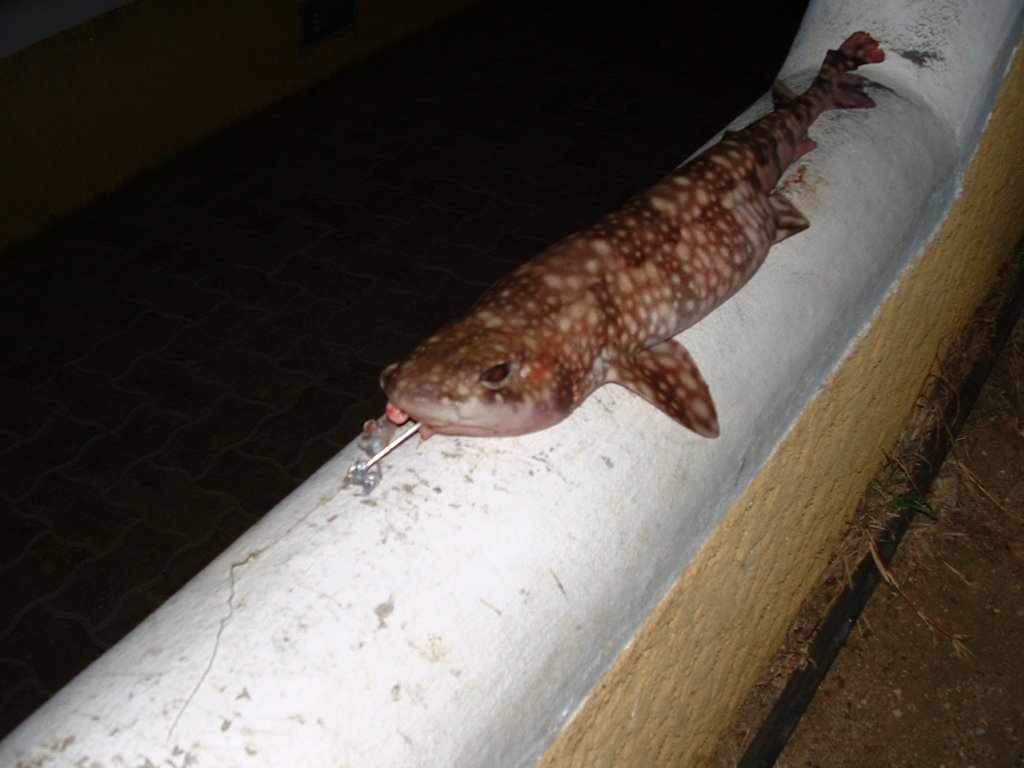 ภาพ ปลา hesperius (Scyliorhinus hesperius)