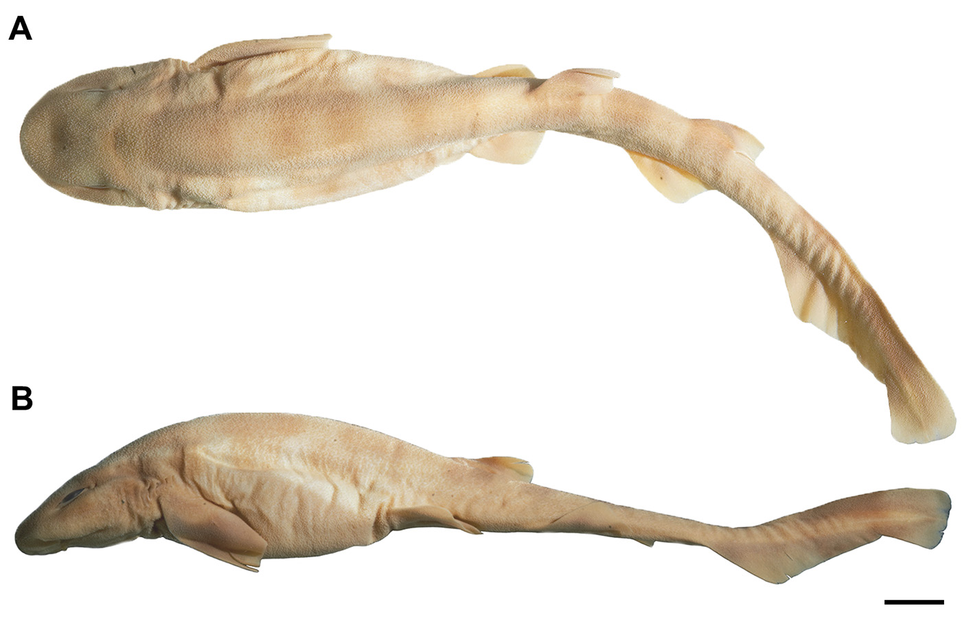 ภาพ ปลา meadi (Scyliorhinus meadi)