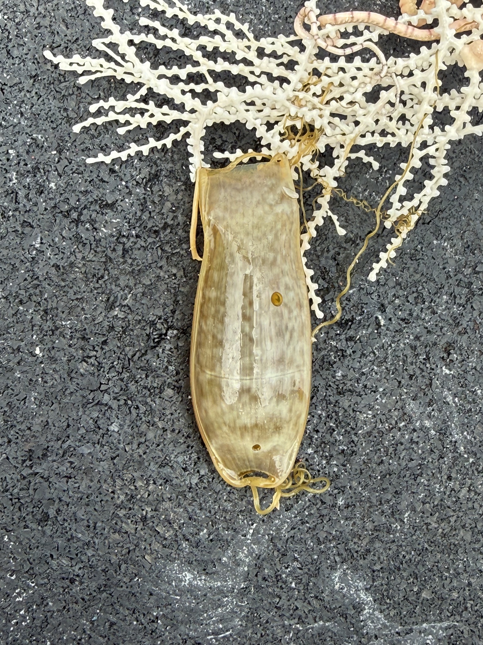 ภาพ ปลา retifer (Scyliorhinus retifer)