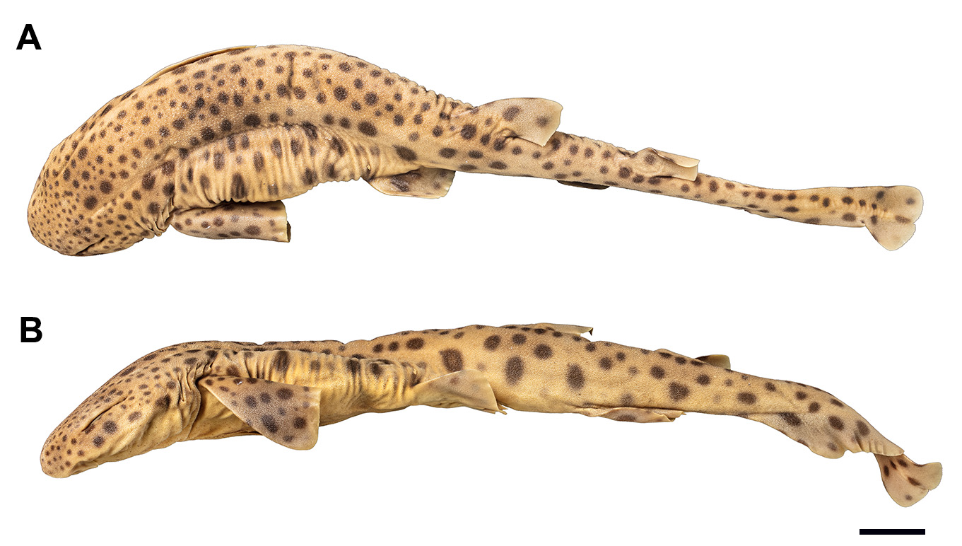 ภาพ ปลา stellaris (Scyliorhinus stellaris)