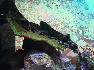 ภาพ ปลา tokubee (Scyliorhinus tokubee)